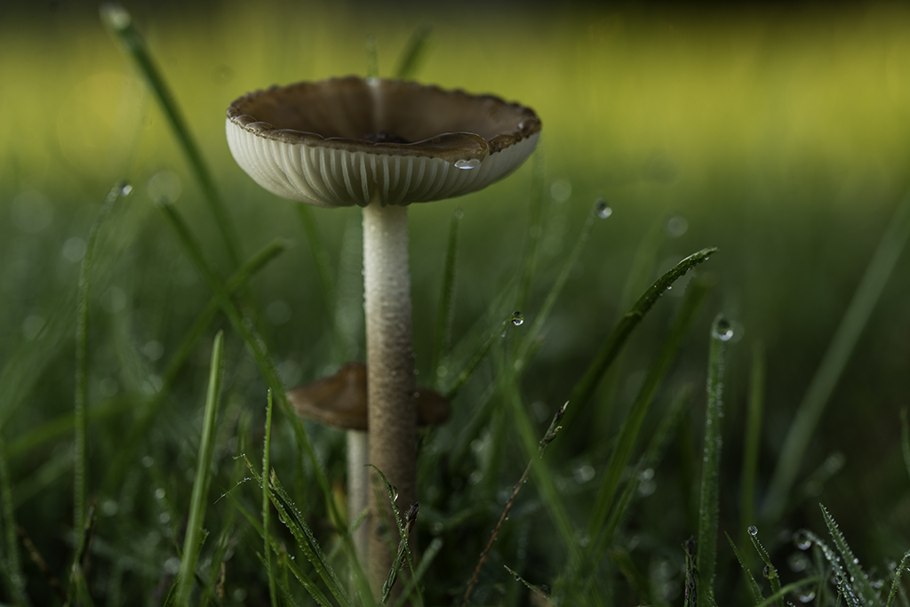 Nature In Class M By Ali McFadzen For My Cup Runneth Over OCT-2018.jpg